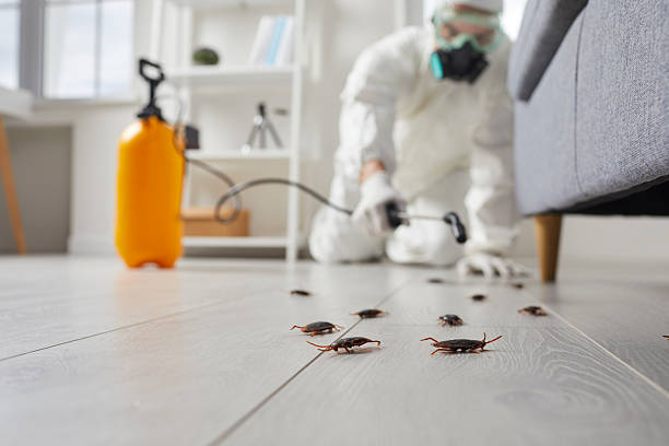 Commercial Kitchen Cockroach Control in Sylvania